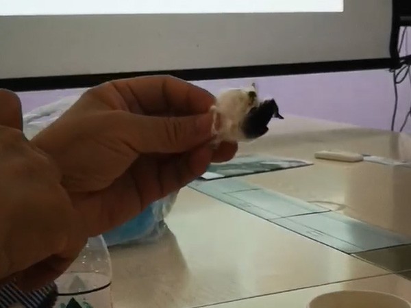 用數(shù)據(jù)說話，海藻纖維阻燃效果到底有多強(qiáng)！